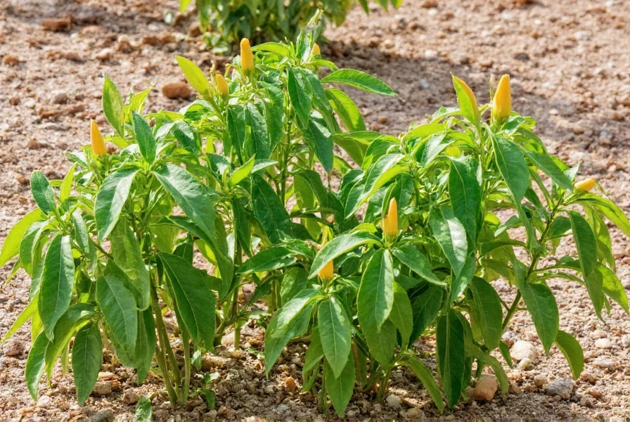 Chili pepper plants thriving in Yuma AZ desert garden with sandy soil and irrigation system