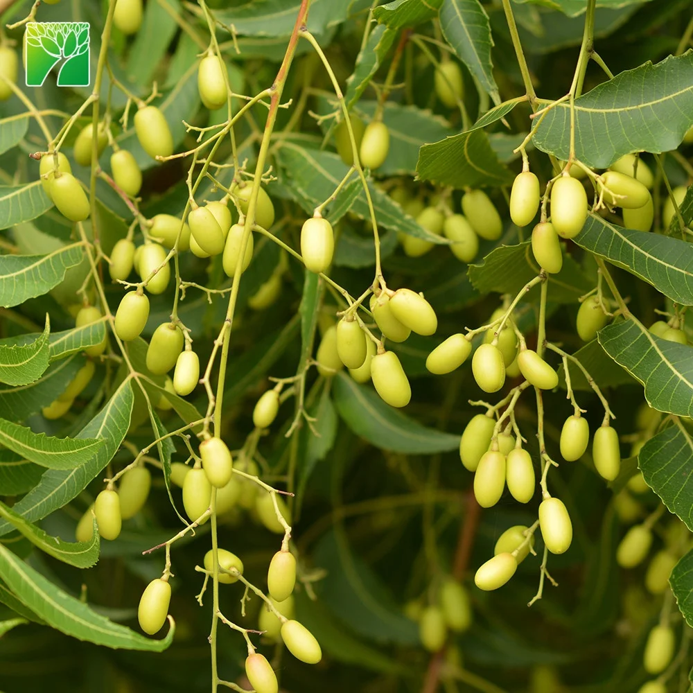 
Cheap wholesale 12-14inch height garden arbor plant Azadirachta indica Neem 