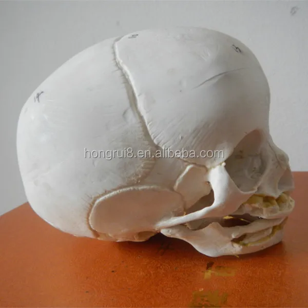 人类幼崽的头骨图片
