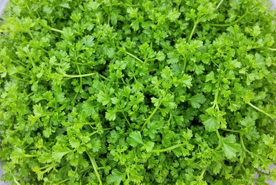 Close-up of hands harvesting fresh coriander leaves from garden plant