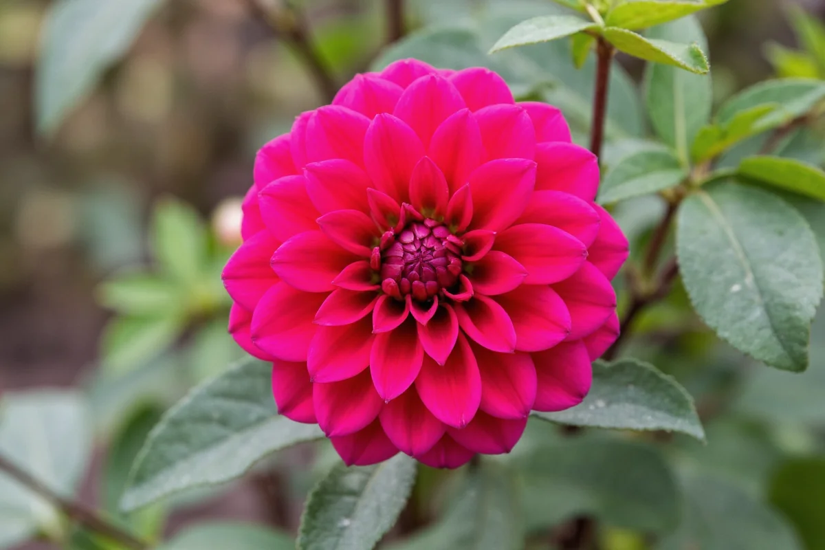 how to care for a dahlia plant