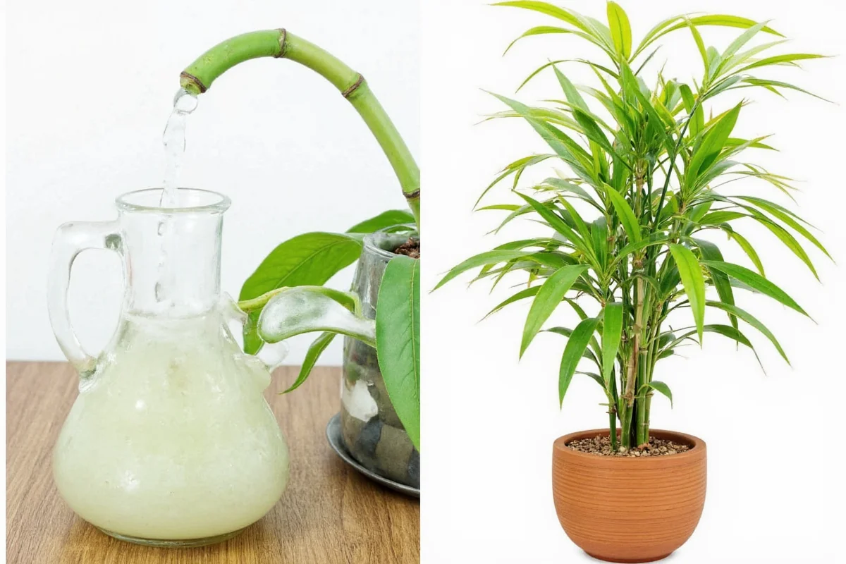 how do you care for a bamboo plant
