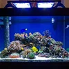 Chinese factory price WIFI control illumination aquarium led lighting 10000k