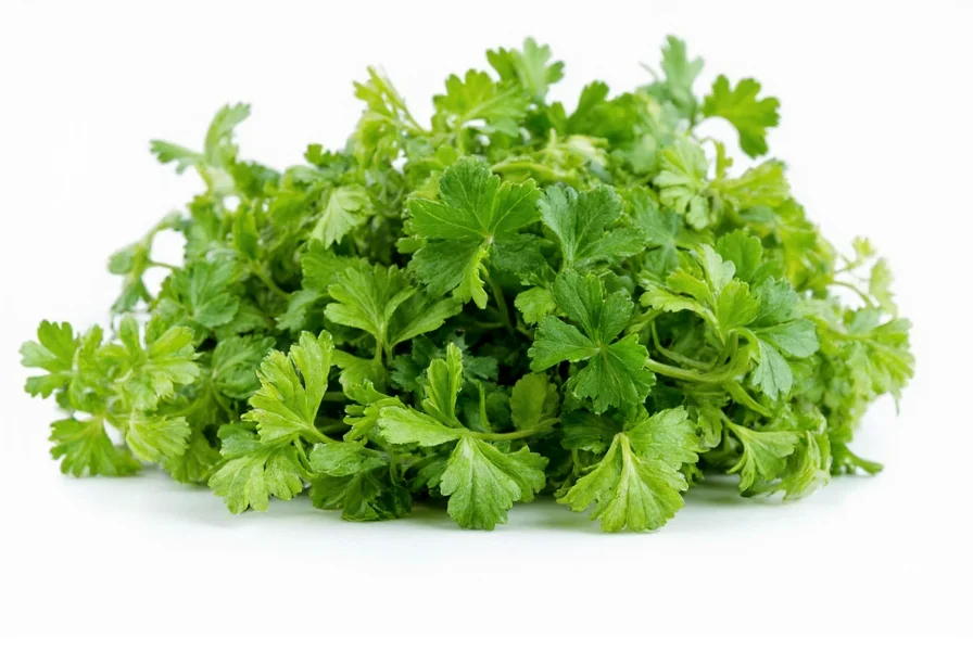 Coriander plant growing in a garden bed with visible leaves and developing seeds
