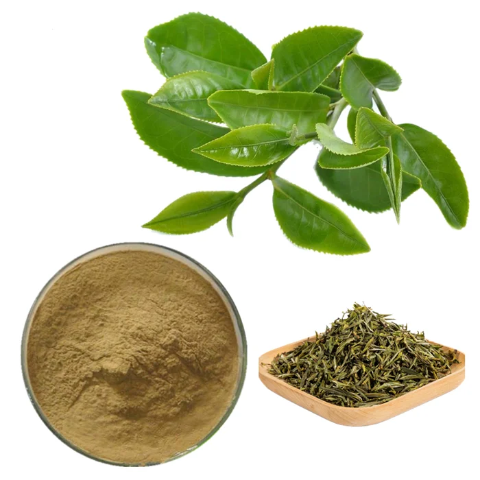 epigallocatechin gallate egcg green tea extract