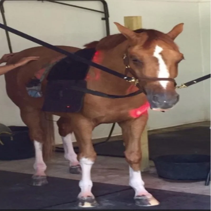 

physical therapy equipments handheld cold laser therapy for horse arthritis pain relief device and wound healing