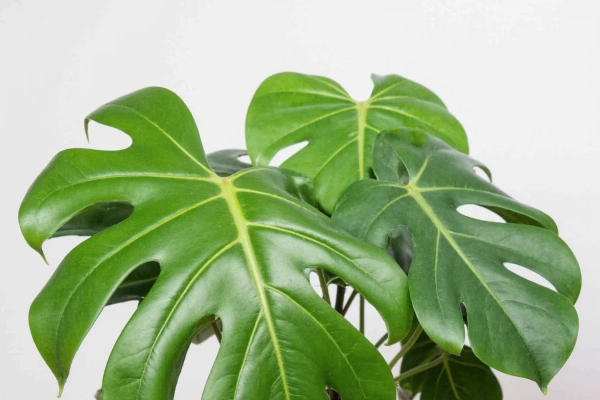 What Is a Monstera Plant? Care, Facts & FAQs