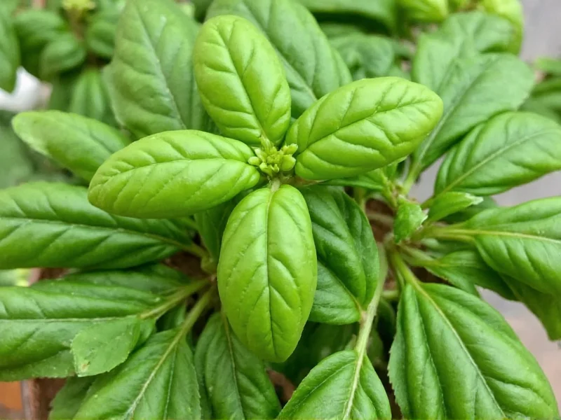 Fresh to Dried Basil Ratio: The 3:1 Conversion Guide