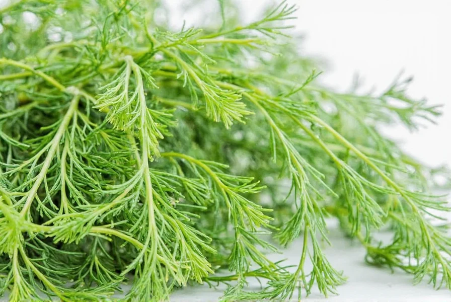 Fennel Fronds Buyer