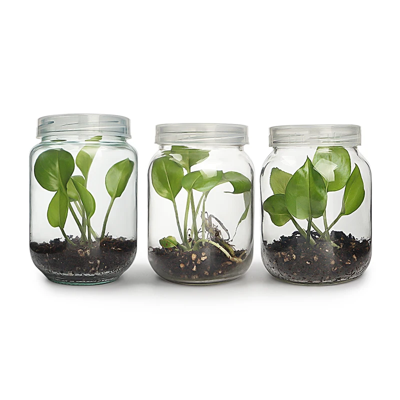 

460ml 480ml 500ml Plant tissue culture growing in a bottle research laboratory grown green plant with PP lid