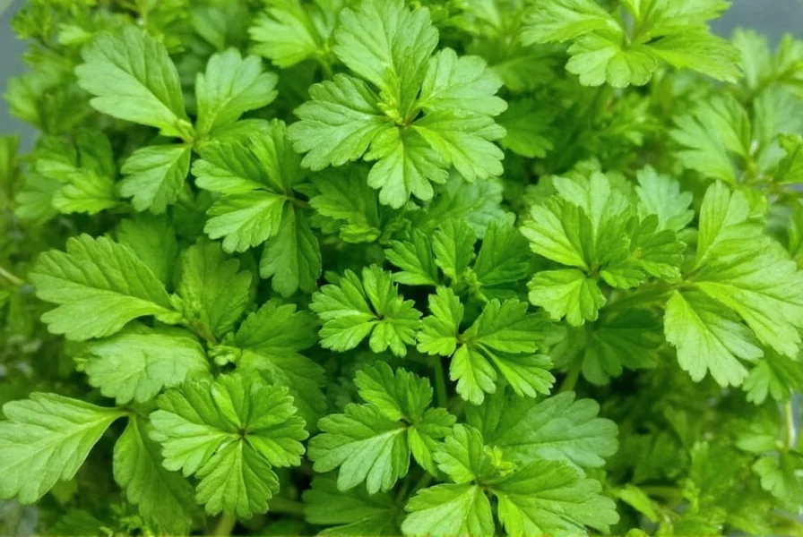 parsley herb in spanish why perejil is the unsung hero of your kitchen