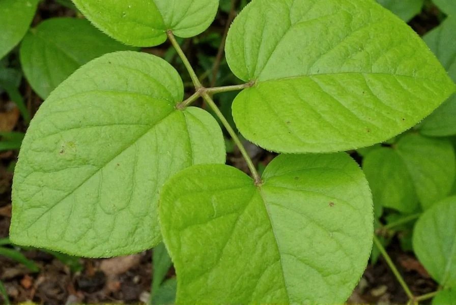 Wild Ginger in Norwell: Native Habitat and Growing Guide