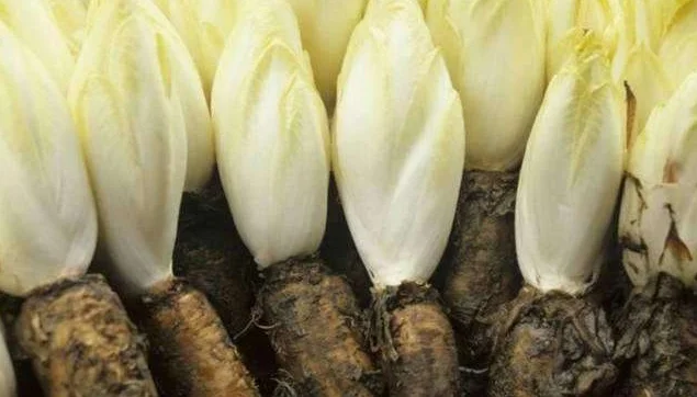 best-price organicway food grade inulin, organic inulin powder