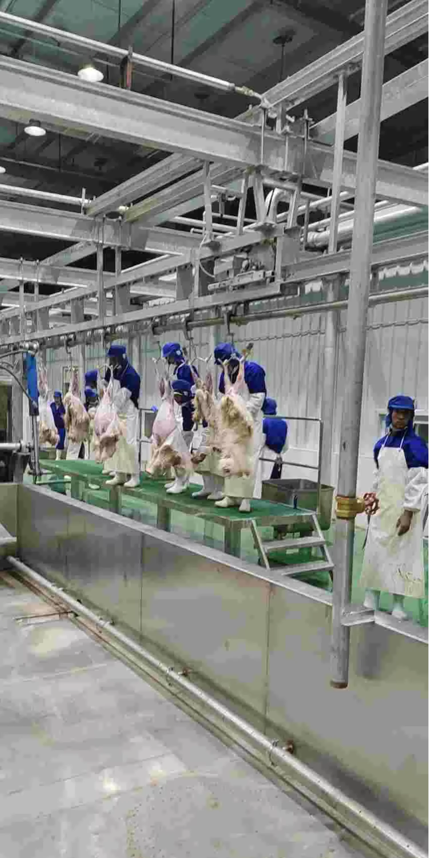 Automatic Halal Sheep Slaughtering Line Complete Goat Abattoir Machine Industrial Sheep Hair RemoveMachine for Meat Plant
