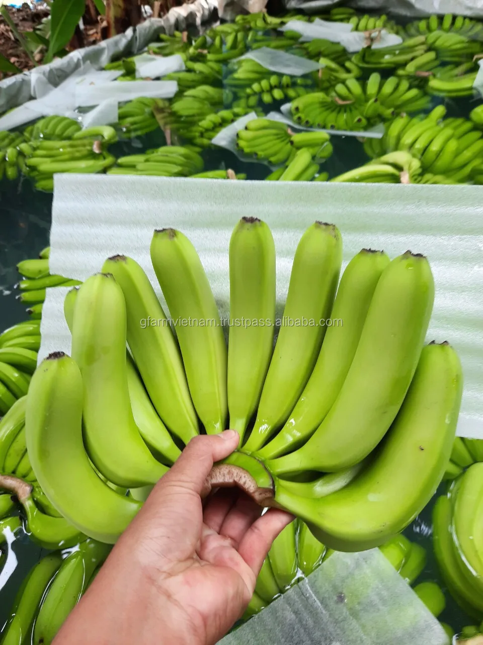 
Export to Qingdao port China fresh green cavendish banana in carton 13kg net weight 