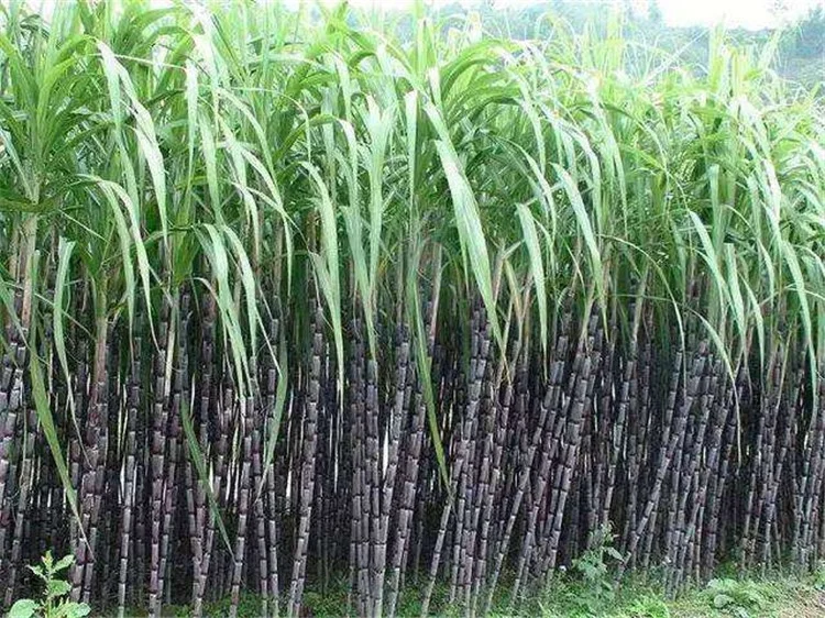 Б сахарный тростник