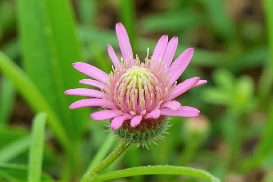 Red clover field showing mature plants in full bloom with bees pollinating the flowers