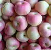 New crop gala apple wholesale price