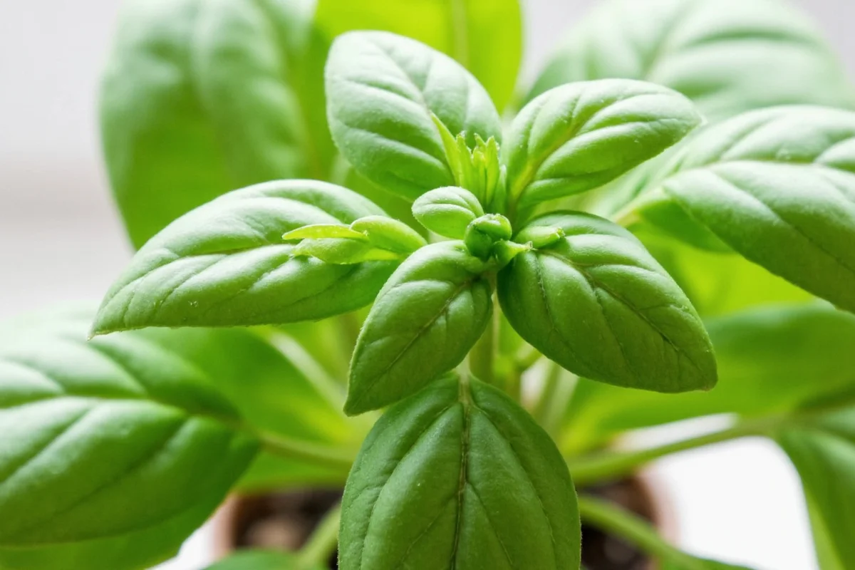 how to care for a basil plant indoors