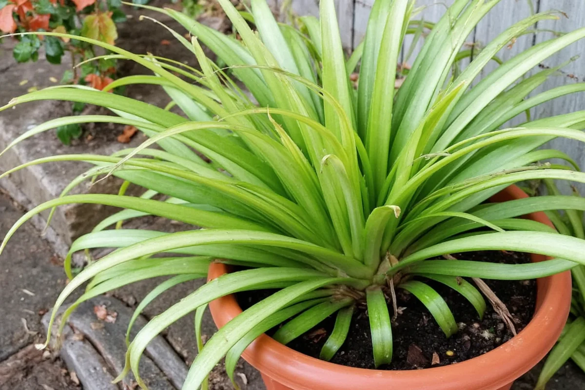 can a spider plant survive outside