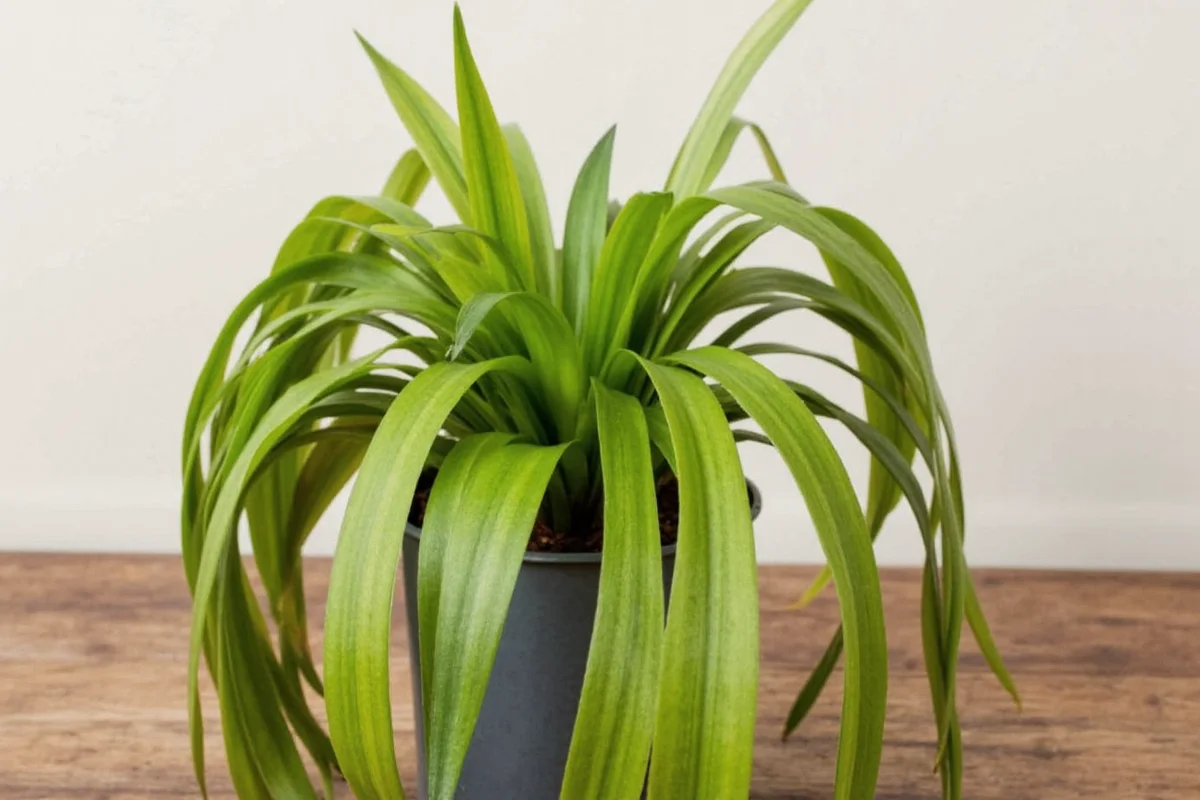 how to make a snake plant bloom