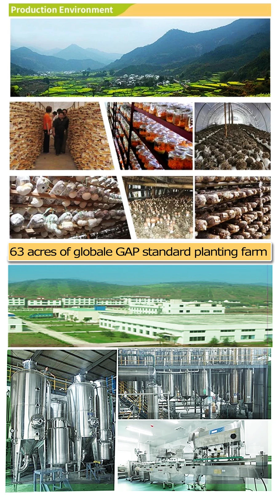 ganoderma  planting base.jpg