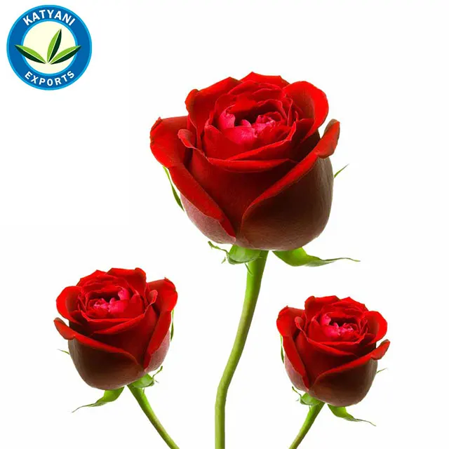 
100 % Organic Natural & Pure Attar Gulab (Rose)/ Best Pure Attar Gulab (Rose) 