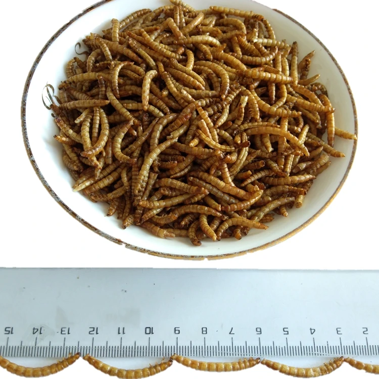 cat food dried mealworm.jpg