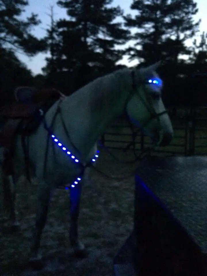 led horse items (1).jpg