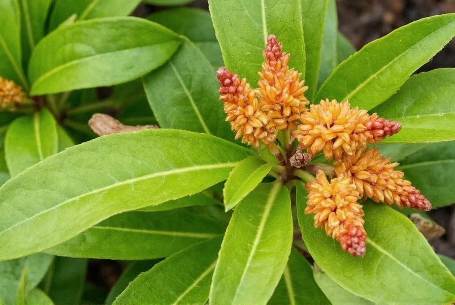 Shell ginger plant showing distinctive shell-shaped white flowers and large tropical leaves