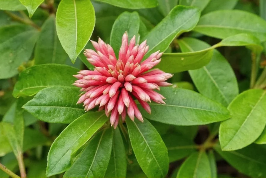 carolina allspice plant