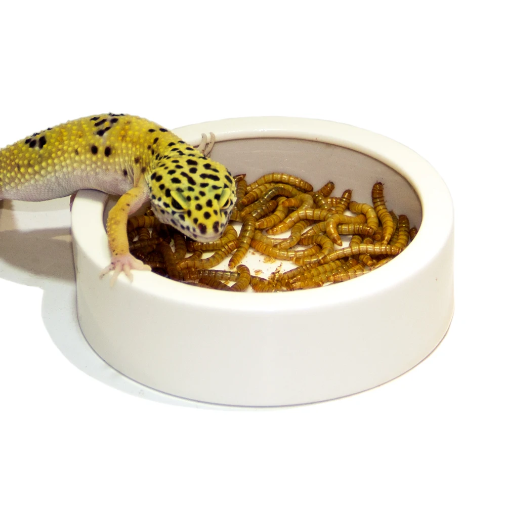 

Reptile  Ceramic Food Bowl, Lizard Water Food Dish for gecko, White