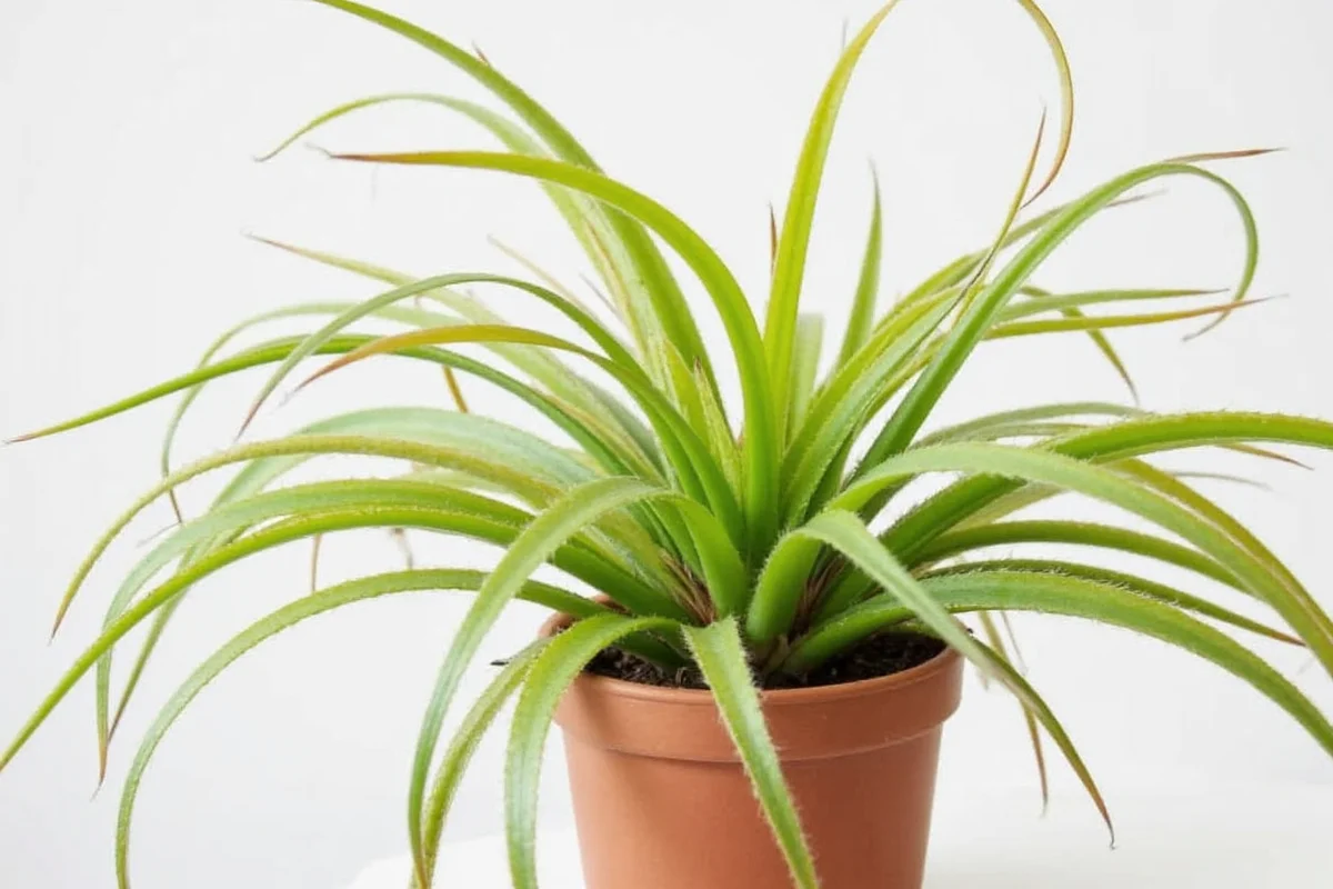 how to take care of tillandsia plant
