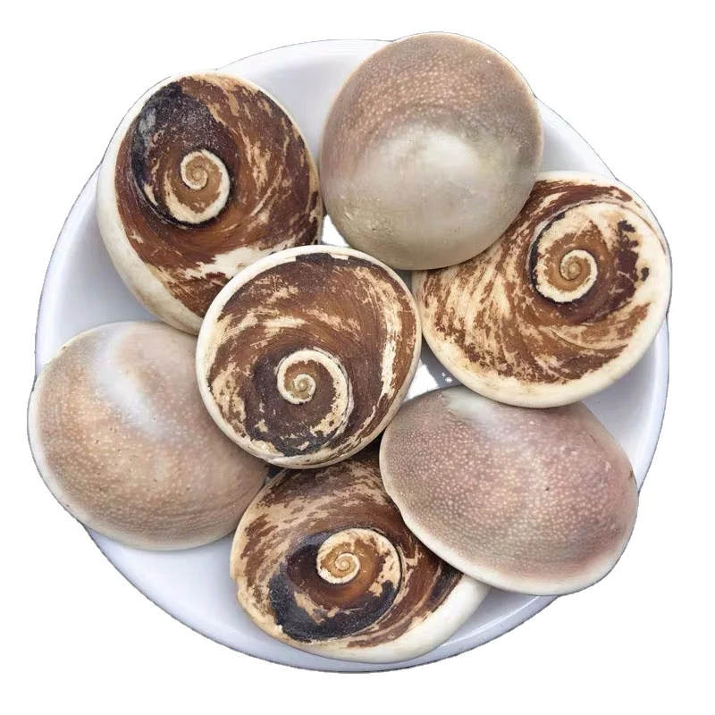 
Wholesale Natural Healing Crystals Palm Sun Shell Fossil Crystal Decor Conch Sun Shell Fossil 