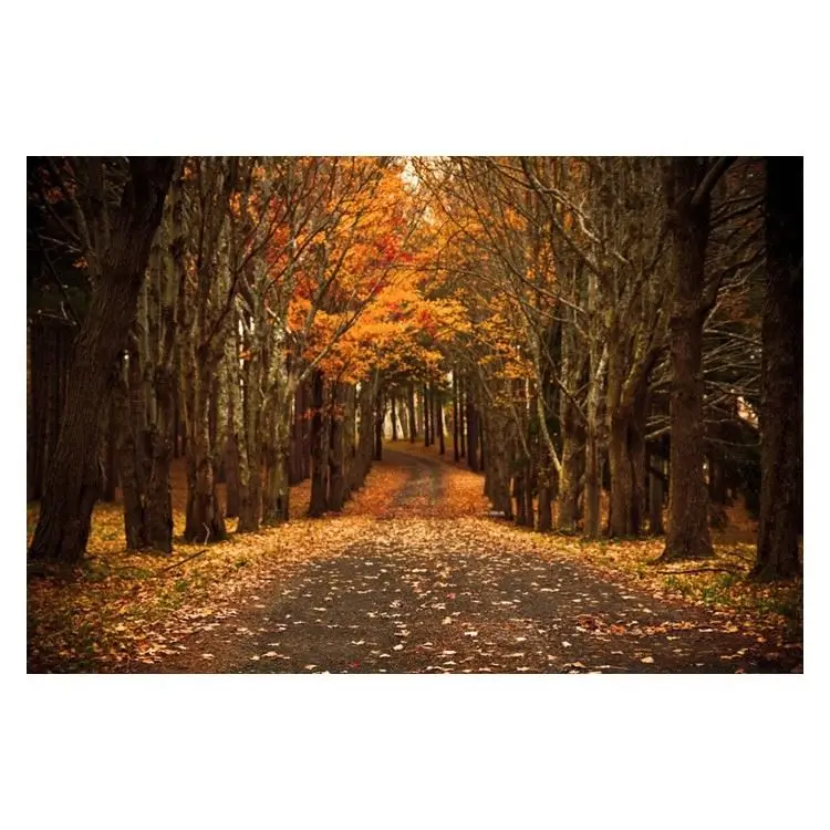 Best Price Photography Backgro