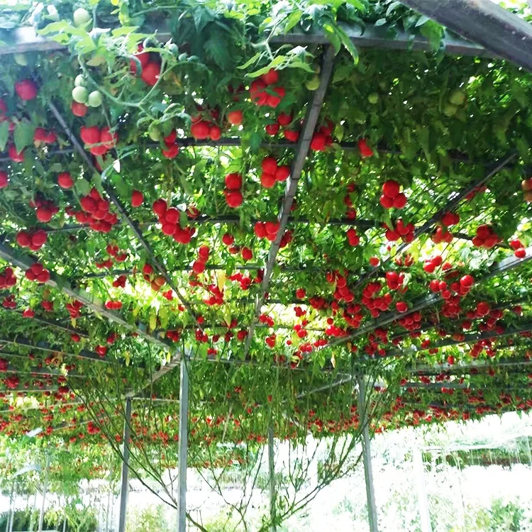 
Supply Hybrid High Quality Hot Sale Tomato Tree Seeds In China 