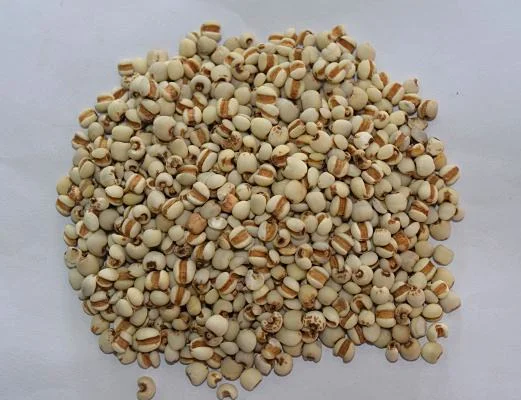 
Chinese Medicinal Materials Coix Seeds 