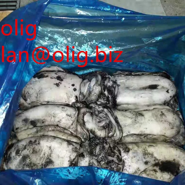 
Original Morocco Olig cuttlefish 