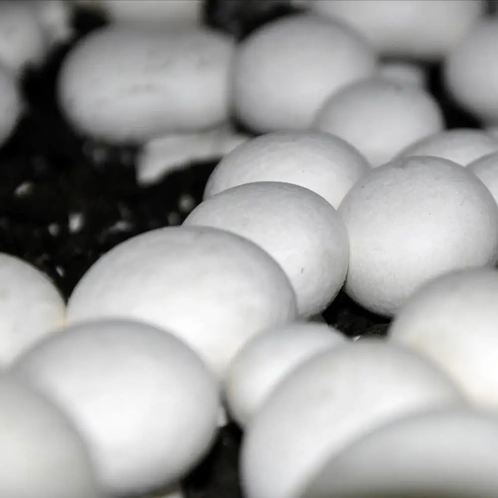 
Certificate mushroom farm frozen healthy fresh shiitake mushroom mycelium 