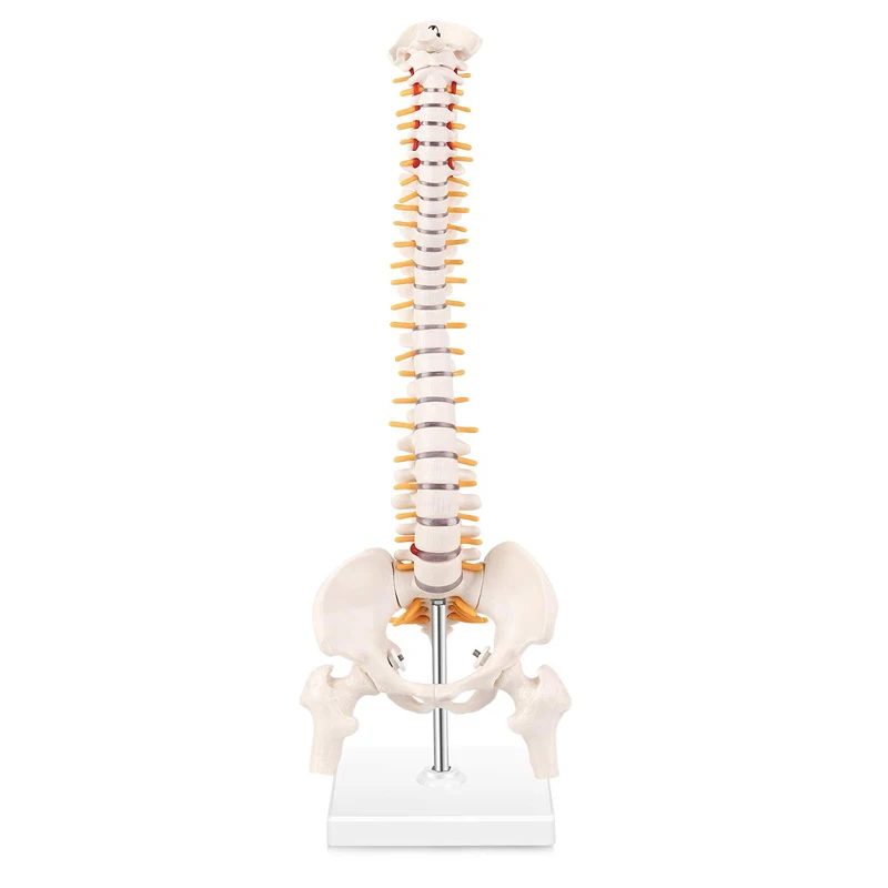 Easy Clean 80cm Human Vertebral Column Model With Pelvis Colored Muscle