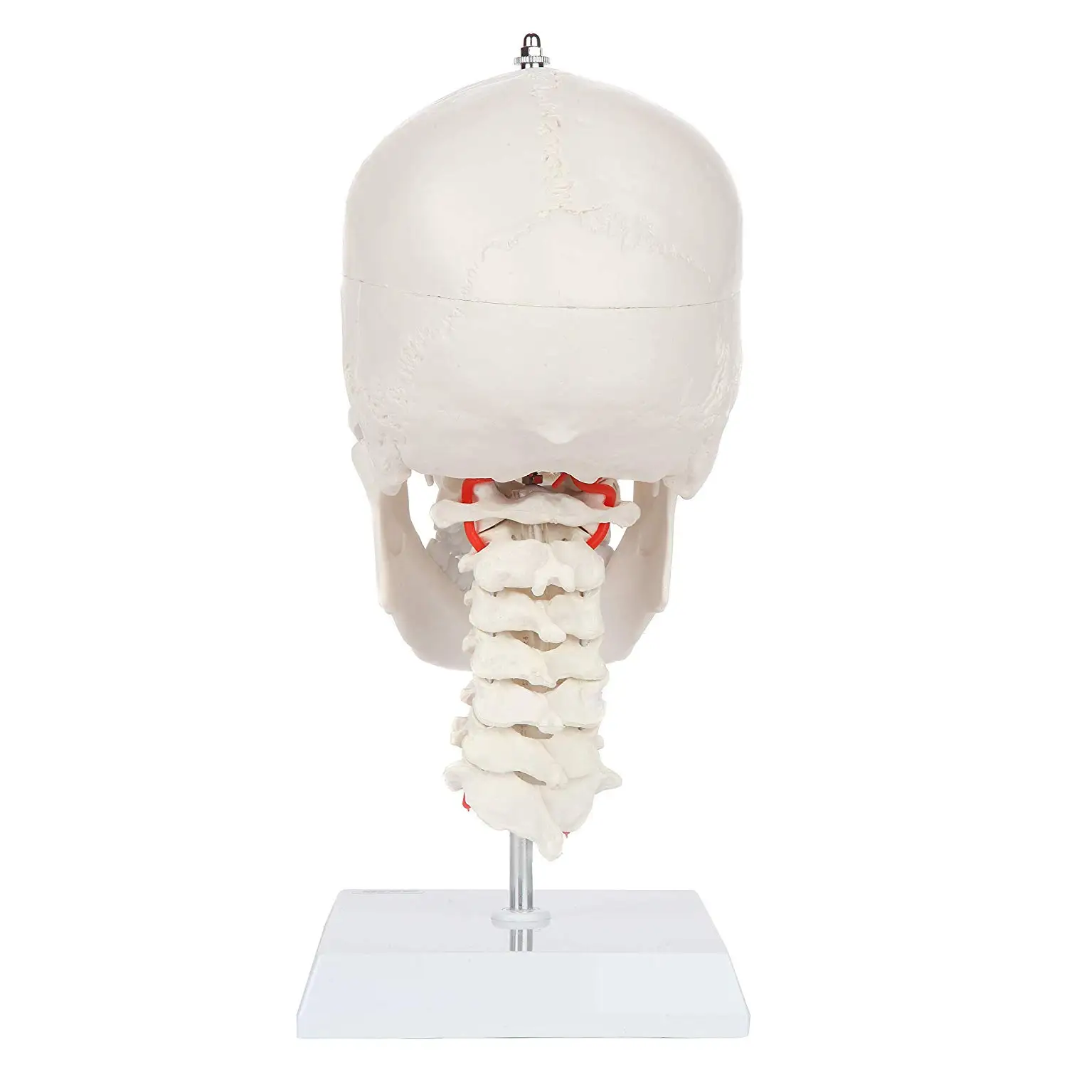 life-size-plastic-skull-with-colored-bones-rtcdhaka