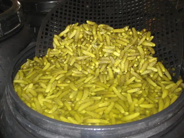 
cornichons Pickled cucumbers gherkins 