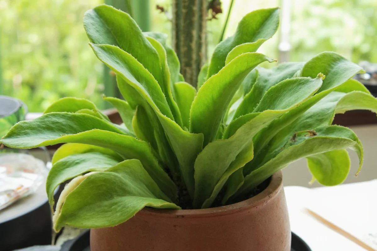 how often should i water snake plant