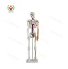 SY-N021 Painted with Blood Vessel 85CM Human Skeleton Model