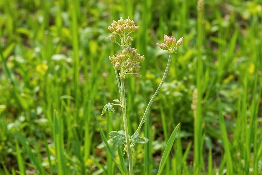 Comparison of different cumin seed varieties showing size and color variations