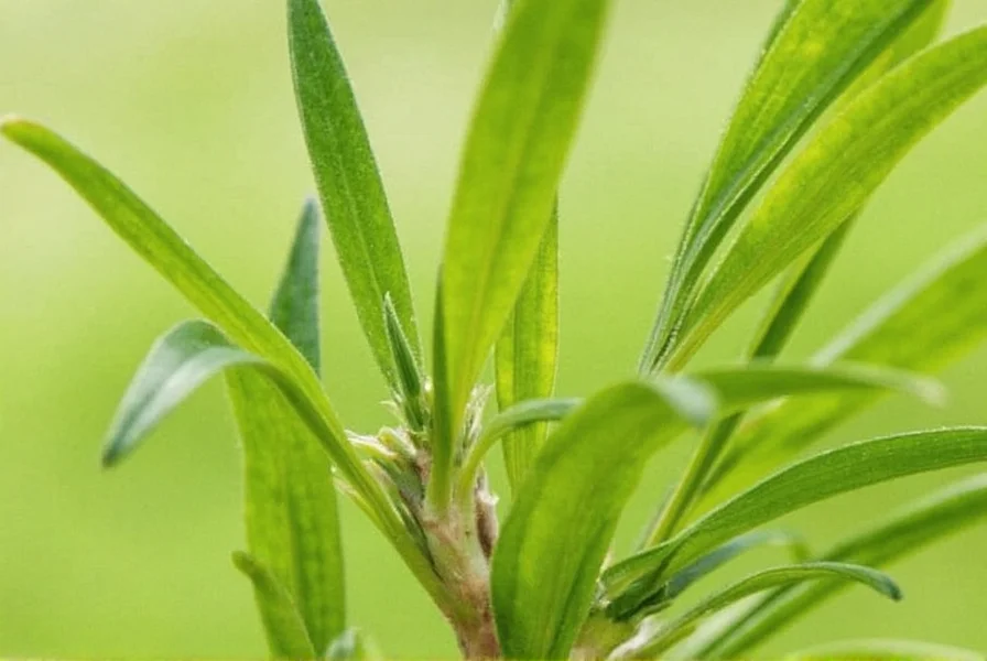 advantages of cardamom