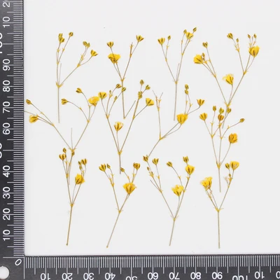 Babysbreath yellow.jpg