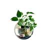 /product-detail/creative-acrylic-wall-flower-vase-mini-fish-bowl-green-plants-terrarium-62278296662.html