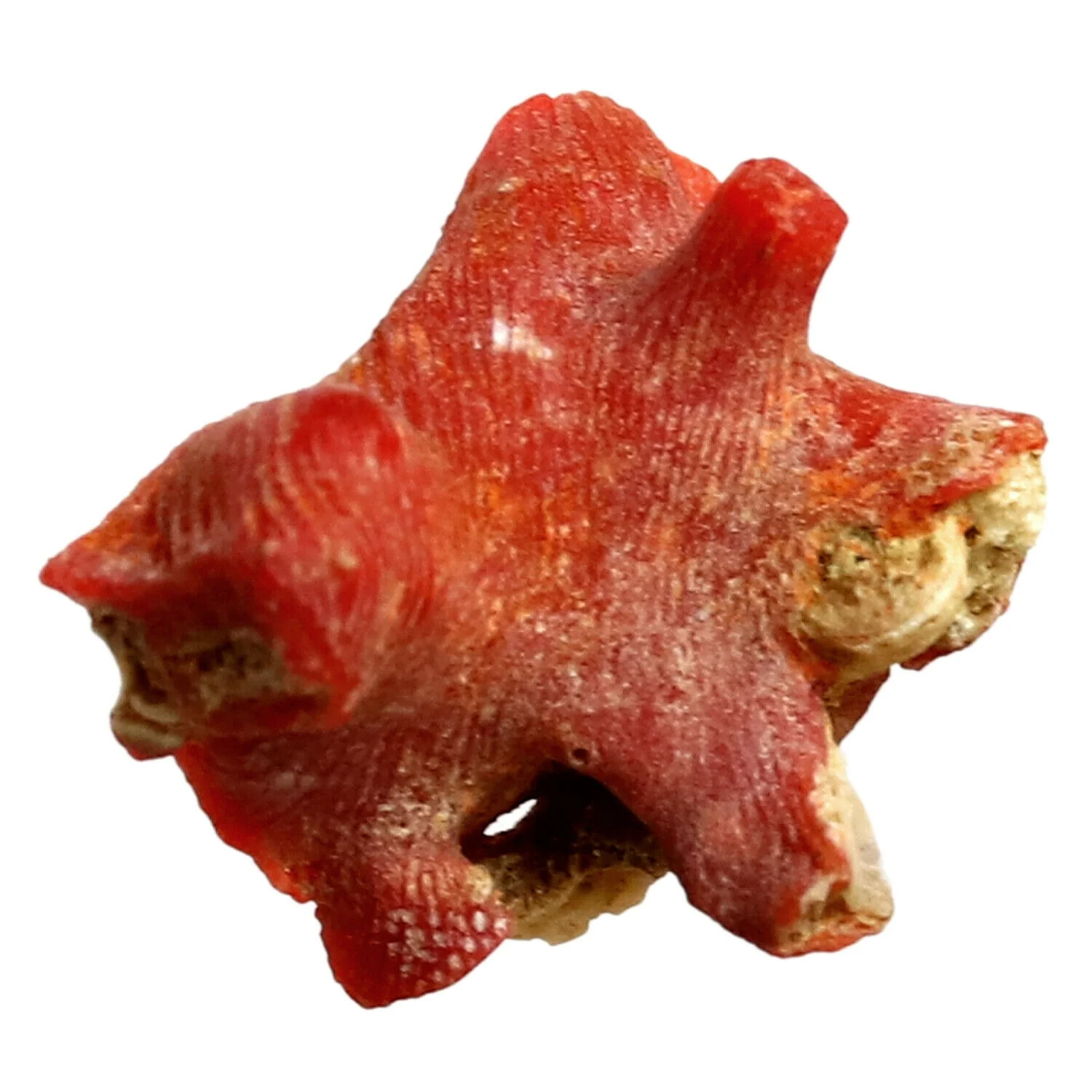 wholesale natural raw all kinds red coral rough for jewelry