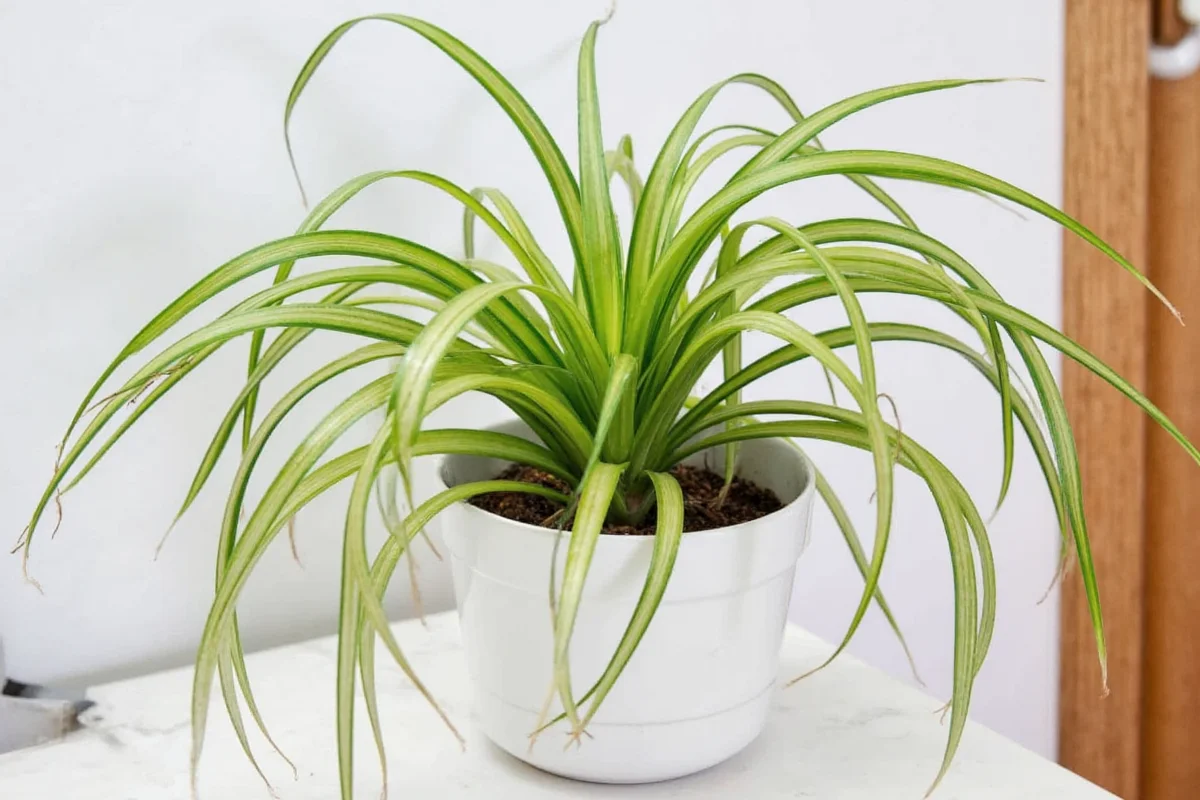 is a spider plant poisonous to cats